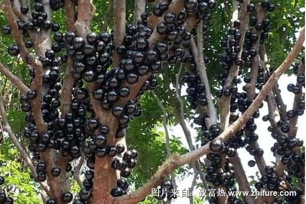 樹葡萄圖片大全