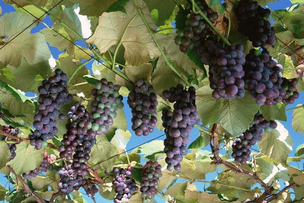 玫瑰香葡萄功效與作用及禁忌