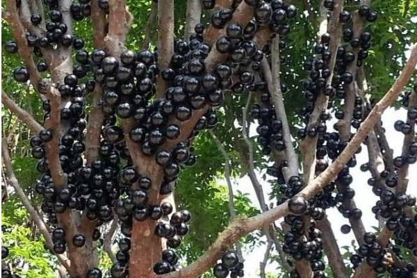 樹葡萄圖片大全