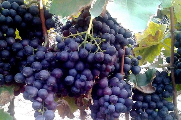 玫瑰香葡萄功效與作用及禁忌