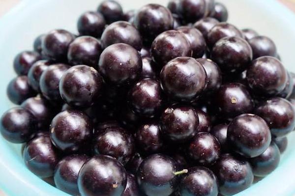 樹葡萄圖片大全