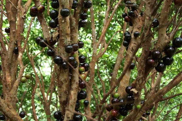 樹葡萄圖片大全