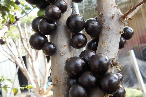 樹葡萄圖片大全