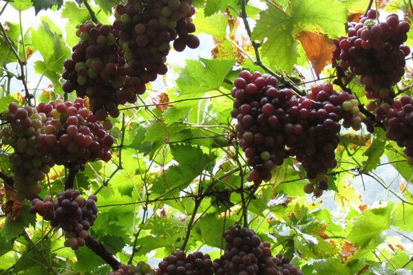 玫瑰香葡萄功效與作用及禁忌