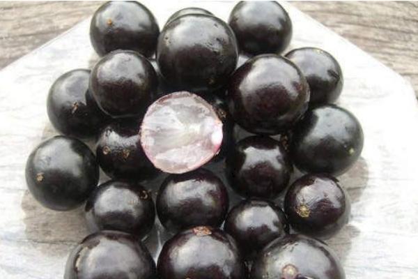 樹葡萄圖片大全