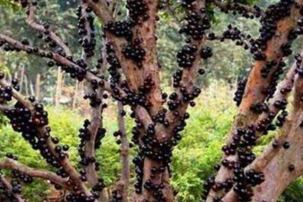 樹葡萄圖片大全