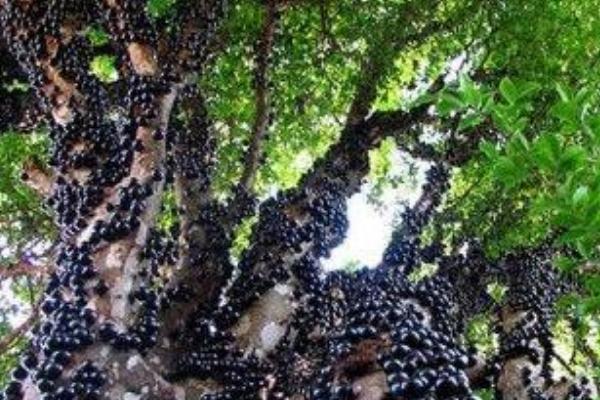 樹葡萄圖片大全