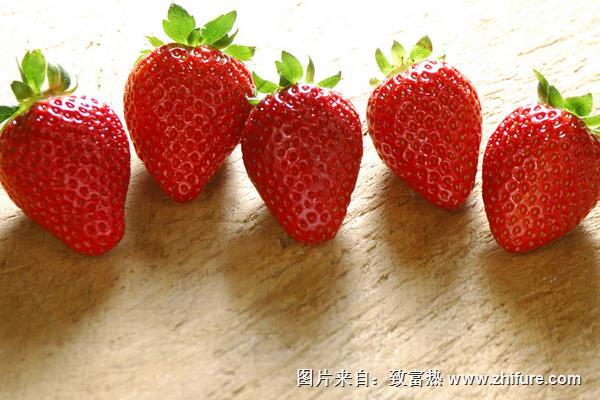 草莓有哪些品種
