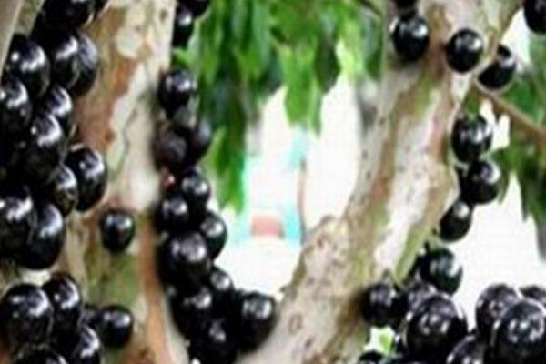 樹葡萄圖片大全