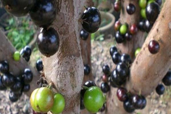 樹葡萄圖片大全