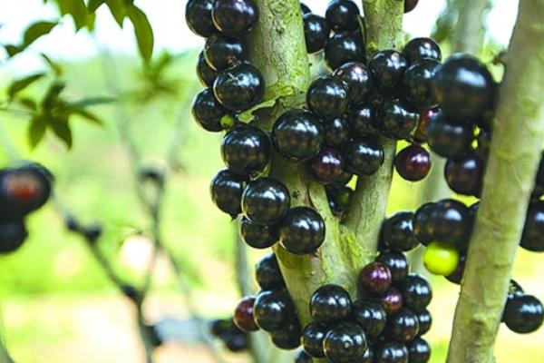 樹葡萄圖片大全