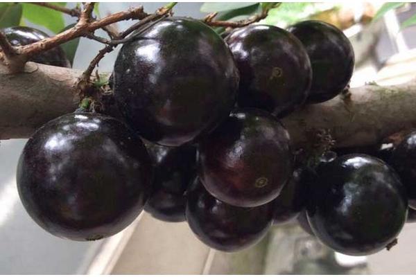 樹葡萄圖片大全