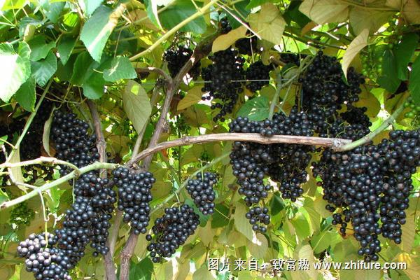 小葡萄圖片大全