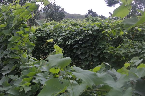 小葡萄圖片大全