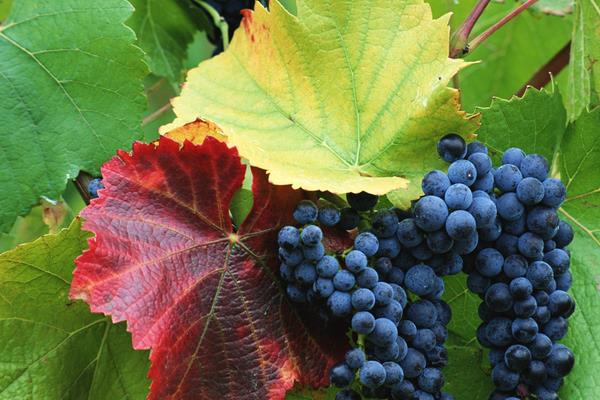 小葡萄圖片大全