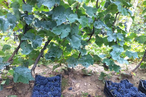 小葡萄圖片大全