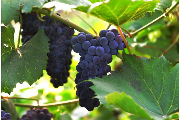 小葡萄圖片大全