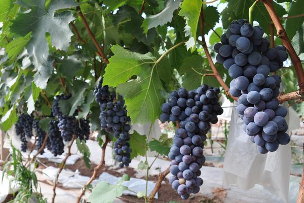 巨峰葡萄圖片大全