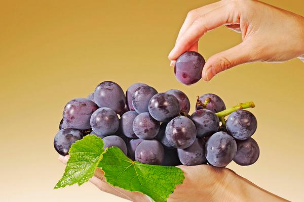 巨峰葡萄圖片大全