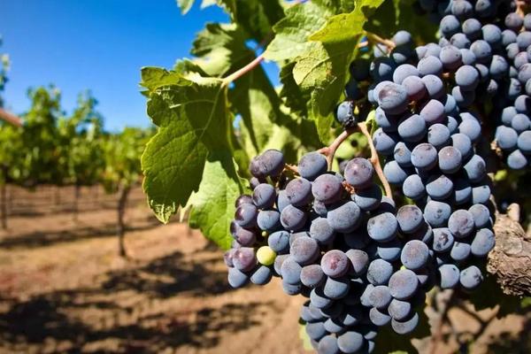 巨峰葡萄圖片大全