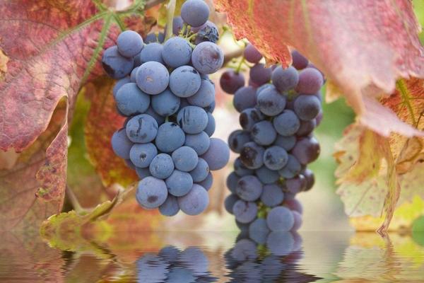 巨峰葡萄圖片大全