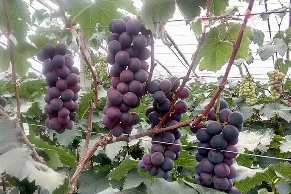 巨峰葡萄圖片大全