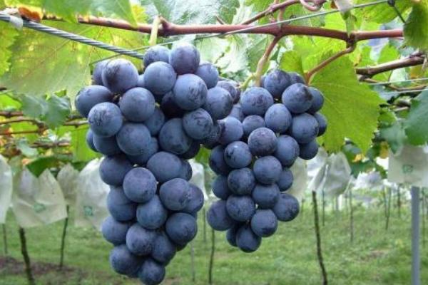 巨峰葡萄產地在哪里