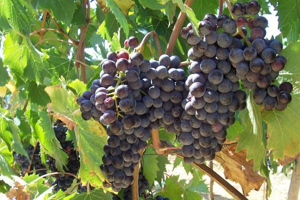 巨峰葡萄產地在哪里