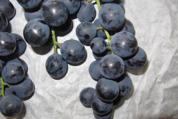 巨峰葡萄產地在哪里