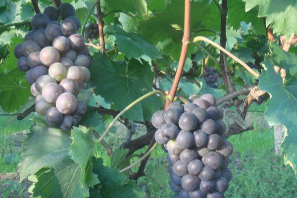 巨峰葡萄產地在哪里