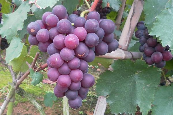 巨峰葡萄的功效與作用及禁忌