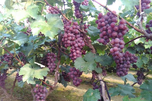 巨峰葡萄的功效與作用及禁忌