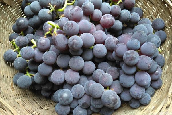 巨峰葡萄的功效與作用及禁忌