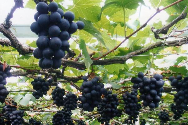 巨峰葡萄的功效與作用及禁忌