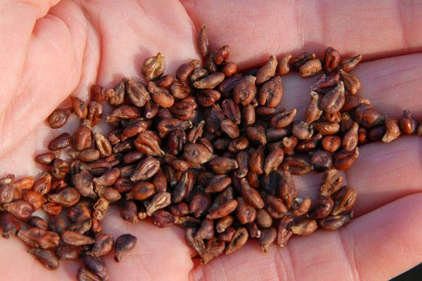 巨峰葡萄的功效與作用及禁忌