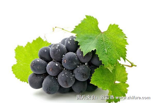 巨峰葡萄價格多少錢一斤