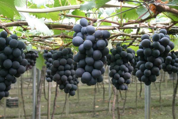 巨峰葡萄價格多少錢一斤