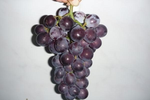 巨峰葡萄價格多少錢一斤