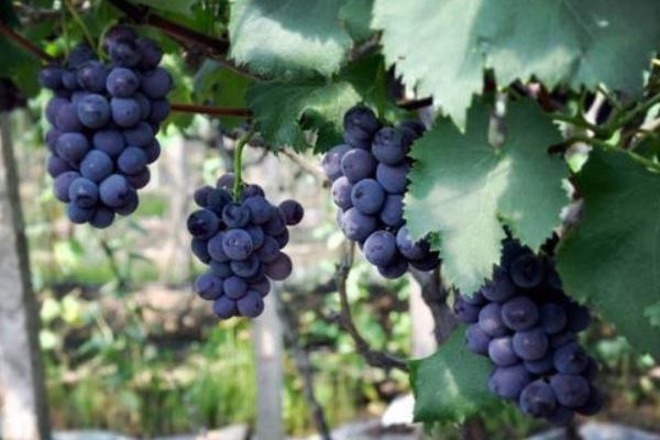 巨峰葡萄價格多少錢一斤