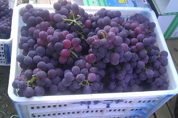 巨峰葡萄價格多少錢一斤