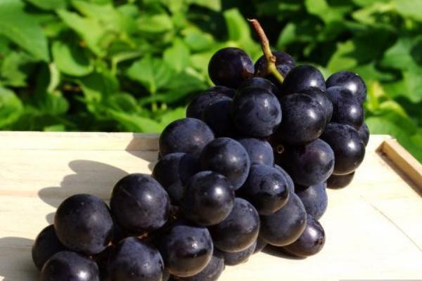 巨峰葡萄價格多少錢一斤