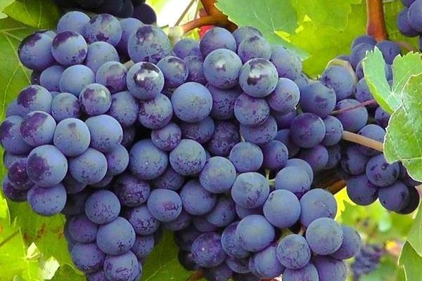 巨峰葡萄價格多少錢一斤