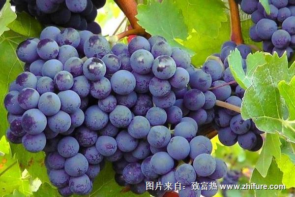 巨峰葡萄什么時候成熟