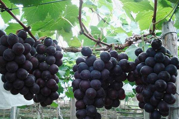 巨峰葡萄什么時候成熟