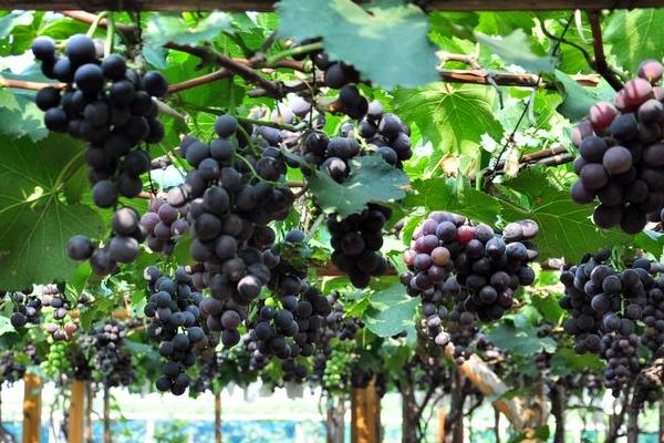 巨峰葡萄什么時候成熟