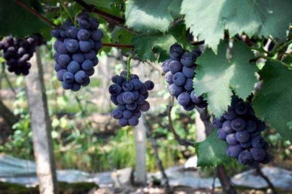 巨峰葡萄什么時候成熟