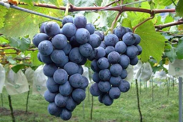 巨峰葡萄什么時候成熟