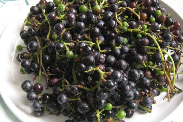 小葡萄是什么品種