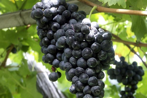 小葡萄是什么品種