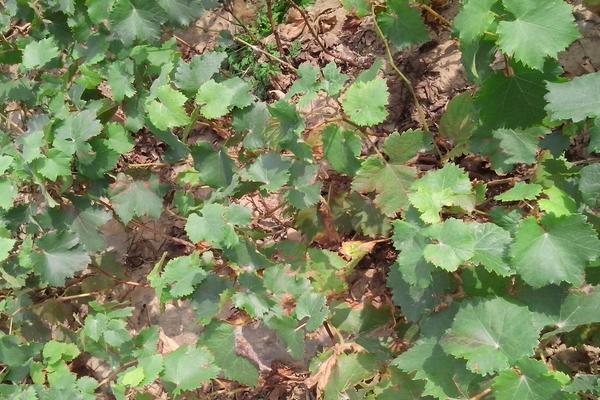 巨峰葡萄管理技術